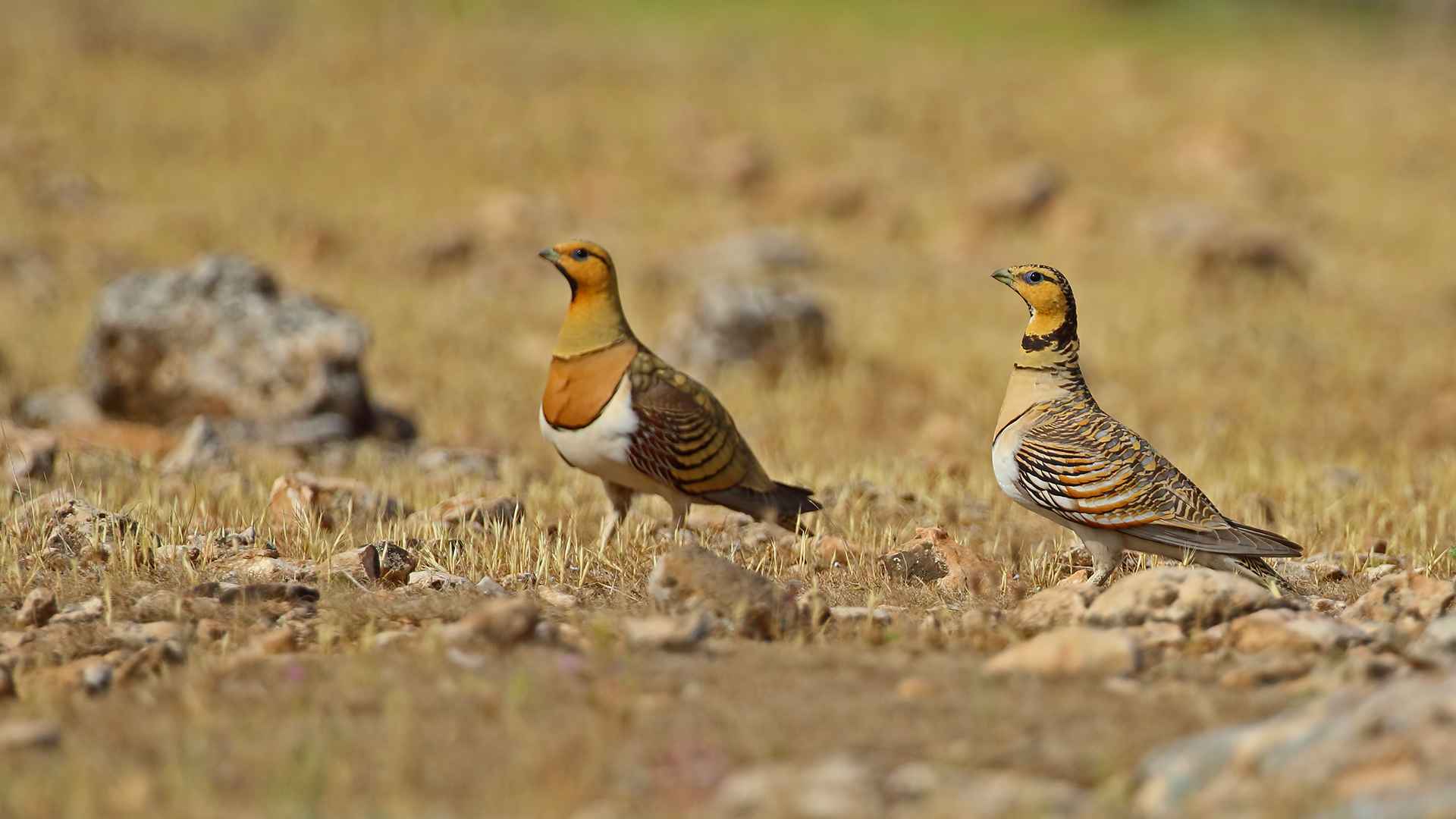 Pin-tailed Sandgrouse